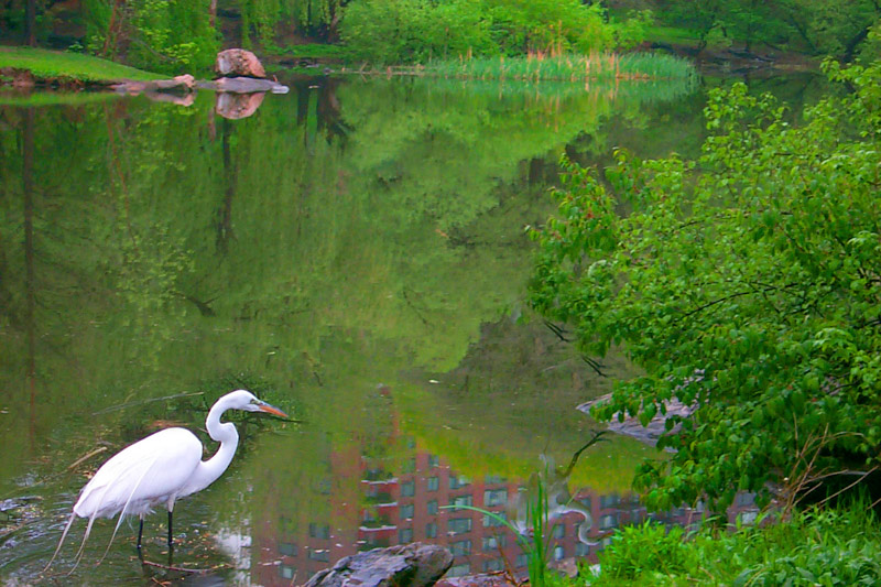 Bird Watching In Central Park