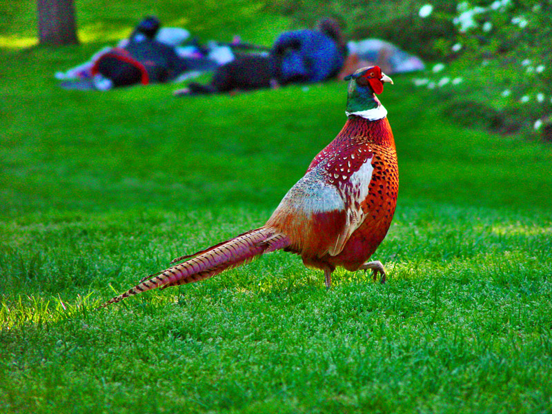 Bird Watching In Central Park